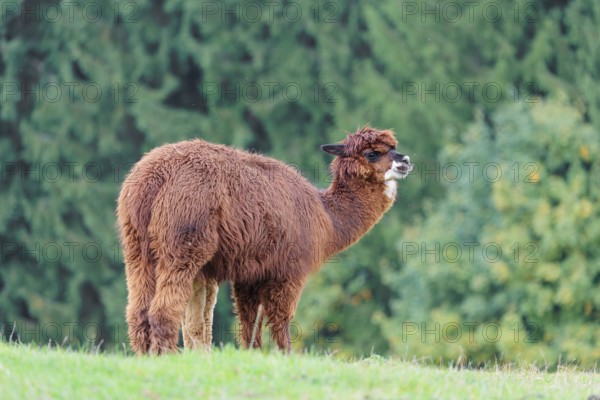 A young white alpaca (Vicugna pacos) stands next to its brown mother on a green meadow on hilly terrain. Captive, Slovakia