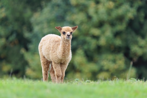 A young white alpaca (Vicugna pacos) stands on a green meadow on hilly terrain. Captive, Slovakia