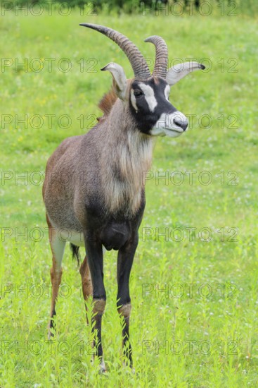 A roan antelope (Hippotragus equinus) stands in a green meadow. South Africa