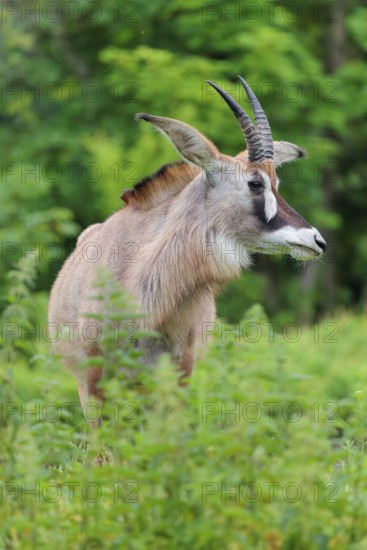 A roan antelope (Hippotragus equinus) stands in a green meadow with tall vegetation. South Africa