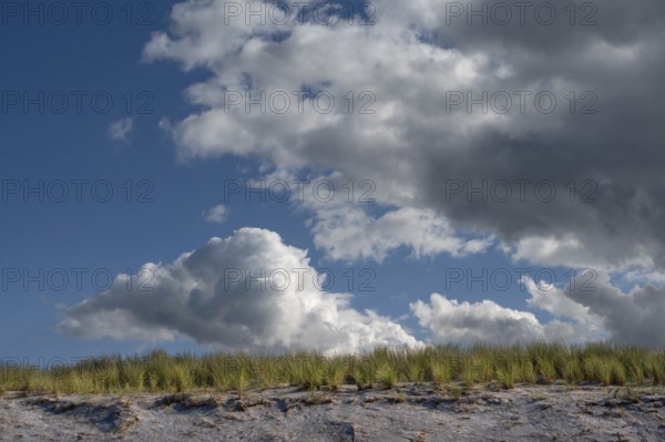 Beach oats (Ammophila) on the beach, rain clouds (Nimbostratus), Baltic Sea, Darß, Mecklenburg-Western Pomerania, Germany