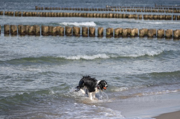 Dog, border collie fetches a ball from the Baltic Sea, Ahrtenshoop, Darß, Mecklenburg-Western Pomerania, Germany