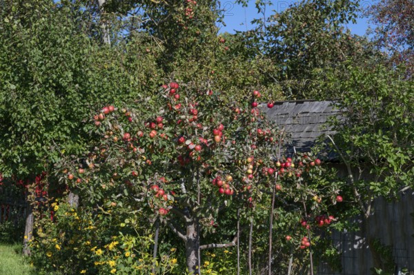 Apple tree (Malus) with ripe fruits, Darß, Mecklenburg-Western Pomerania, Germany