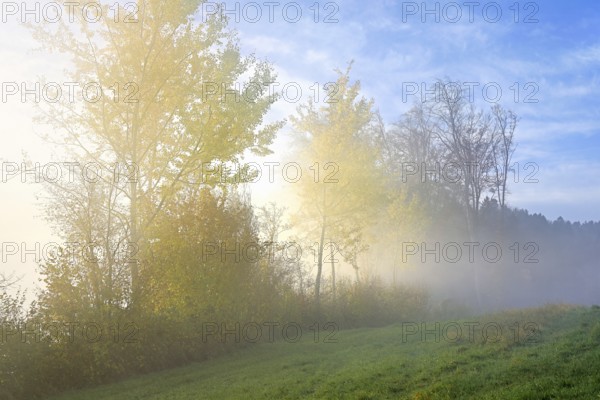 Autumnal birch trees (Betula pendula), in fog, Beinwil-Freiamt, Canton, Aargau, Switzerland