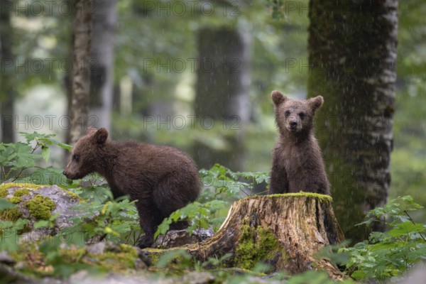 European brown bear (Ursus arctos arctos), two young animals in the forest, Notranjska region, Slovenia