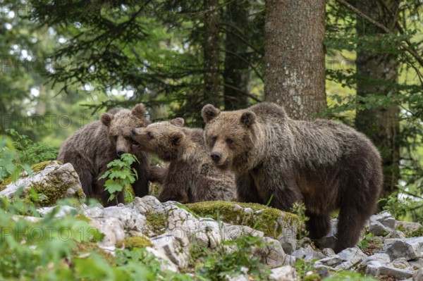 European brown bear (Ursus arctos arctos), mother with two cubs, in the forest, Dolenjska region, Slovenia