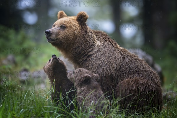 European brown bear (Ursus arctos arctos), mother with two cubs, in the forest, Notranjska region, Slovenia
