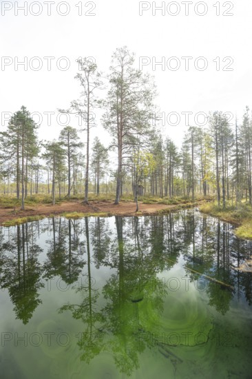 Emerald green spring water reflects autumn trees. Frog spring in the moor, wetland in Arvidsjaur, Sweden