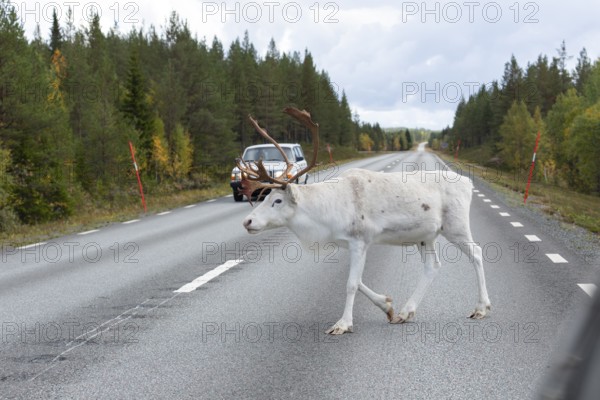 White reindeer on the street in Sweden, Lapland in autumn. An old Swedish car on the opposite road