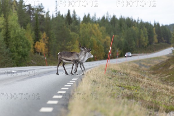 Autumn migration of reindeer on the roads with traffic in northern Sweden