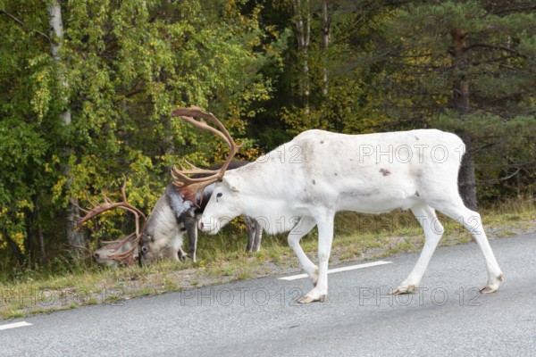 White reindeer on the street in Sweden, Lapland in autumn