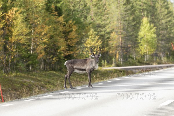 Reindeer standing on the side of the road in northern Sweden in autumn