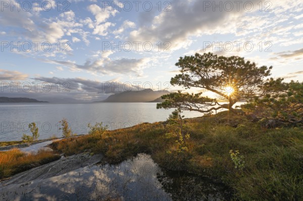 Scots pine with sun stars on the Norwegian fjord. Sunrise at Bodø, Nordland, Norway