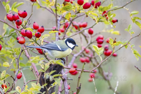 Great tit (Parus major) Germany
