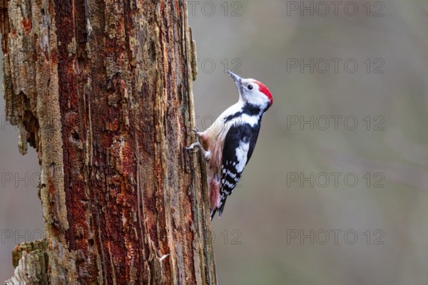 Middle woodpecker (Dendrocopus medius) Germany
