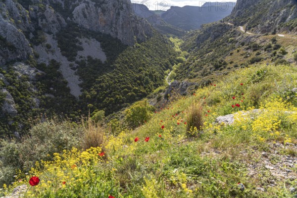 The Manikia Gorge on the island of Euboea or Evia, Greece