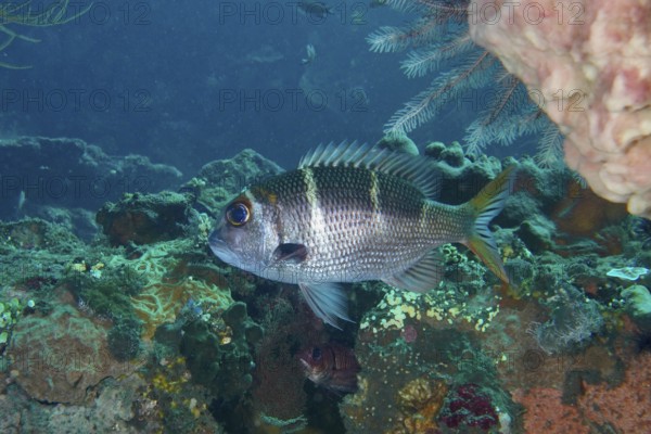 A bigeye snapper (monotaxis heterodon), snapper, swims close to the bottom of the sea. USAT Liberty Dive Site, Tulamben, Bali, Indonesia