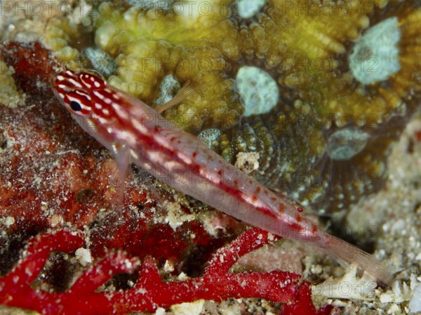 A small red fish, hairfin dwarf gown (Eviota prasites), dwarf gown, is found on the coral floor. Spice Reef Dive Site, Penyapangan, Bali, Indonesia