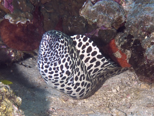 A black and white patterned moray eel, Great Web Moray (Gymnothorax favagineus), looks out of a reef. Spice Reef Dive Site, Penyapangan, Bali, Indonesia