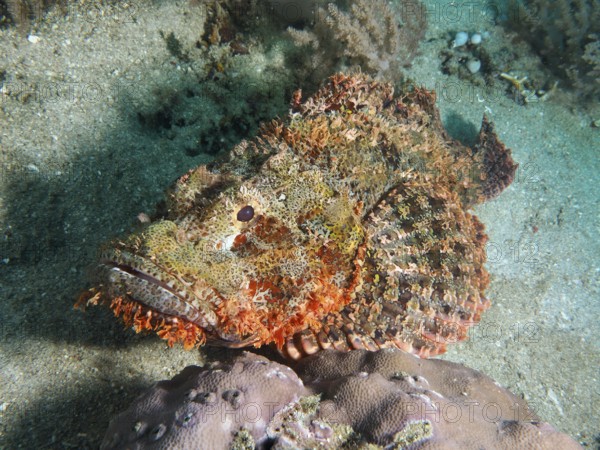 A fringed dragon head (Scorpaenopsis oxycephalus) lies on the seabed. Pidada Dive Site, Penyapangan, Bali, Indonesia
