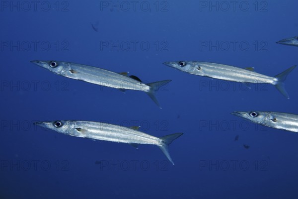 Four elongated fish, bigeye barracuda (Sphyraena forsteri), swim through deep blue water. Toyapakeh Dive Site, Nusa Ceningan, Nusa Penida, Bali, Indonesia