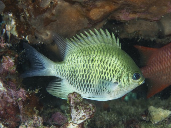 A light green antler coral reefass (Amblyglyphidodon curacao) swims in coral reefs. Close Encounters dive site, Permuteran, Bali, Indonesia