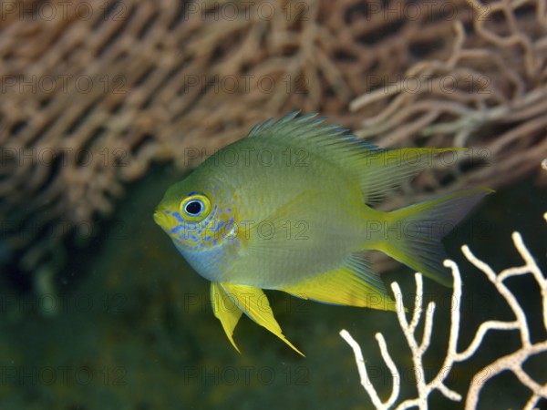 A blue and yellow golden reeffish (Amblyglyphidodon aureus) swims in front of a coral formation. Prapat Dive Site, Penyapangan, Bali, Indonesia