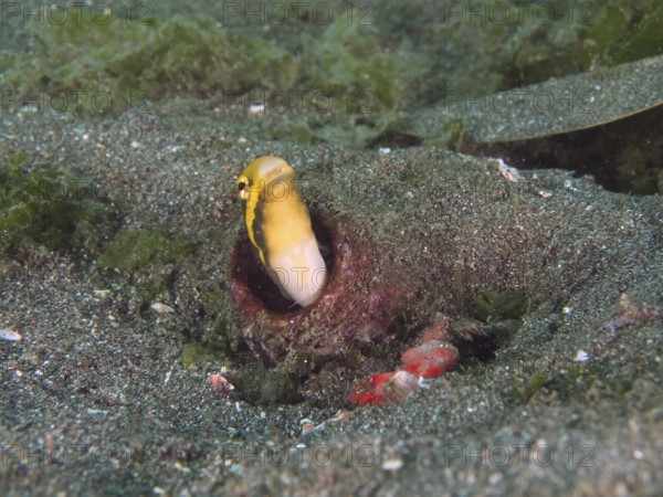 Yellow striped mimicry sabre-hagefish (Petroscirtes breviceps) peeks out of an empty bottle in the sandy seabed. Secret Bay Dive Site, Gilimanuk, Bali, Indonesia