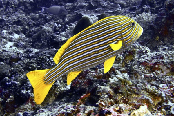 A yellow-black striped fish, golden ribbon sweet lip (Plectorhinchus polytaenia), swims in the coral reef. Toyapakeh Dive Site, Nusa Ceningan, Nusa Penida, Bali, Indonesia