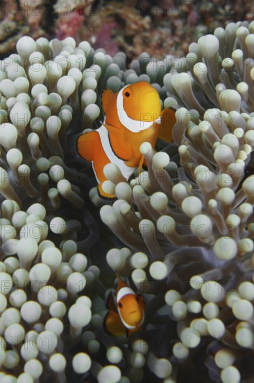 Two false clownfish (Amphiprion ocellaris) swim between the tentacles of a sea anemone in the coral reef. Coral Garden Dive Site, Menjangan, Bali, Indonesia