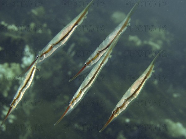 Group of fish, striped snipefish, razorfish (Aeoliscus strigatus), swims underwater in vertical formation. Secret Bay Dive Site, Gilimanuk, Bali, Indonesia