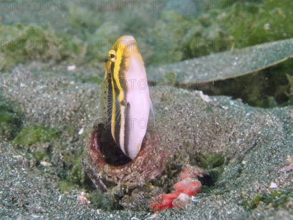 Small fish, striped mimicry sabre slime (Petroscirtes breviceps), emerges from an empty bottle in the sandy seabed. Secret Bay Dive Site, Gilimanuk, Bali, Indonesia