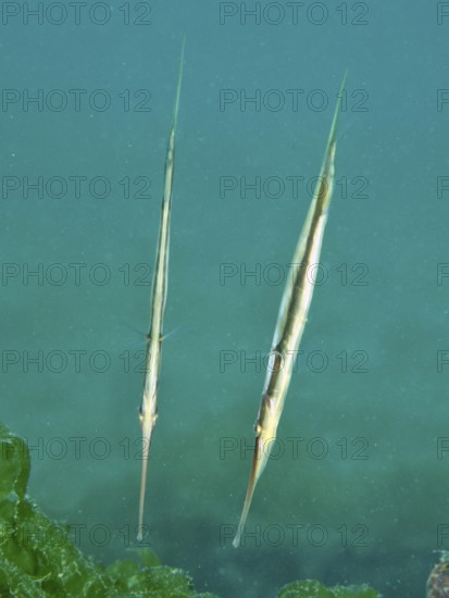 Two slender fish, striped snipefish, razorfish (Aeoliscus strigatus), float vertically in the blue-green underwater. Secret Bay Dive Site, Gilimanuk, Bali, Indonesia