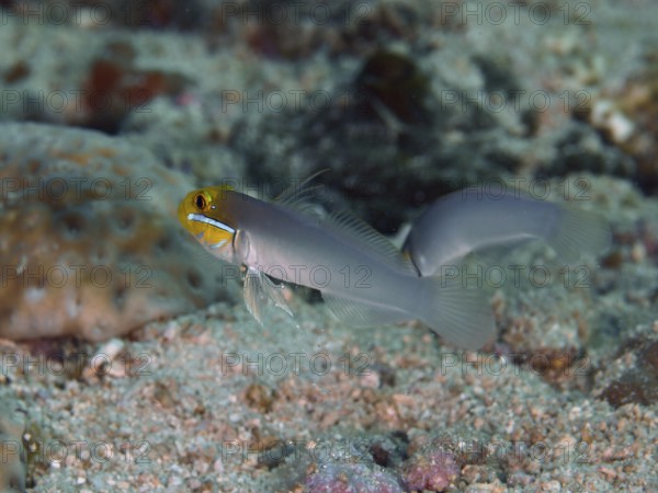 Two small fish, goldbrow sleeper gown (Valenciennea strigata), swim across sandy seabed. Spice Reef Dive Site, Penyapangan, Bali, Indonesia