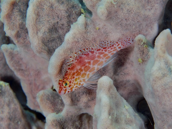 A small red fish, Spotted Coral Guardian (Cirrhitichthys oxycephalus), rests on a sea sponge. Close Encounters dive site, Permuteran, Bali, Indonesia