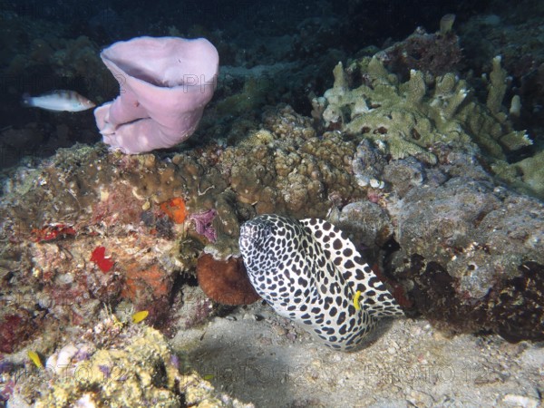 A large web moray eel (Gymnothorax favagineus) moves between corals and pink sponges. Spice Reef Dive Site, Penyapangan, Bali, Indonesia