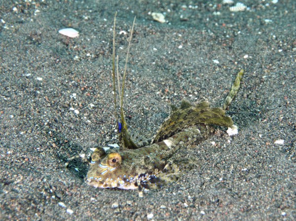 An exotic fish, finger lyrefish, giant lyrefish (Dactylopus dactylopus), lies on a sandy seabed. Puri Jati Dive Site, Umeanyar, Bali, Indonesia