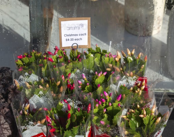 Christmas cacti plants priced for sale on display outside Ammi Flowers florist shop, Devizes, Wiltshire, England, UK
