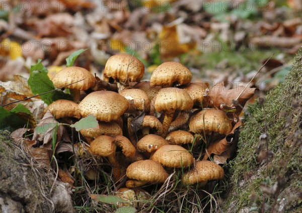 Sparry Schüppling (Pholiota squarrosa), group growing between tree trunks, North Rhine-Westphalia, Germany
