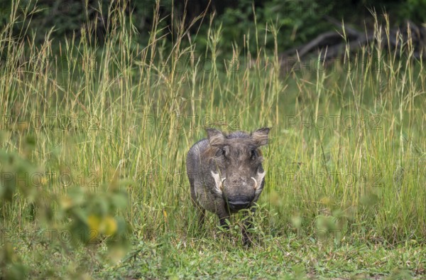 Warthog (Phacochoerus africanus), Ziwa Rhino Sanctuary, Uganda
