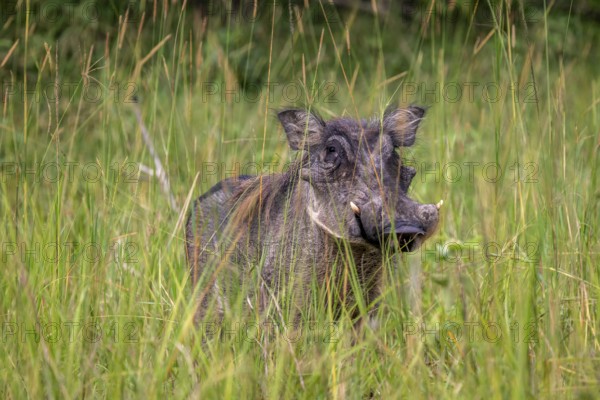 Warthog (Phacochoerus africanus) standing in tall grass, Ziwa Rhino Sanctuary, Uganda