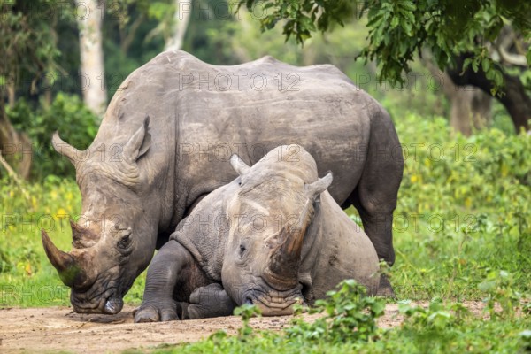 Southern white rhino (Ceratotherium simum simum), two animals, Ziwa Rhino Sanctuary, Uganda