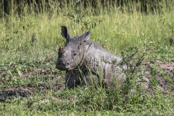 Southern white rhino (Ceratotherium simum simum), young animal lying in a mud bath, Ziwa Rhino Sanctuary, Uganda
