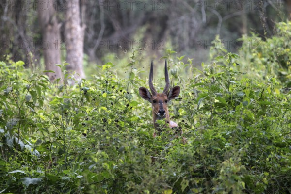 Southern Schirrantilope (Tragelaphus sylvaticus) looking out of bushes, Ziwa Rhino Sanctuary, Uganda