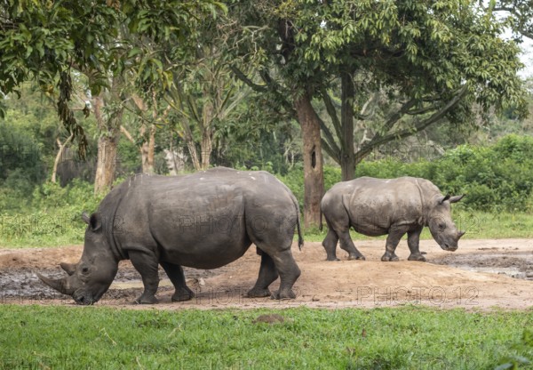 Southern white rhino (Ceratotherium simum simum), two animals at a watering hole, Ziwa Rhino Sanctuary, Uganda