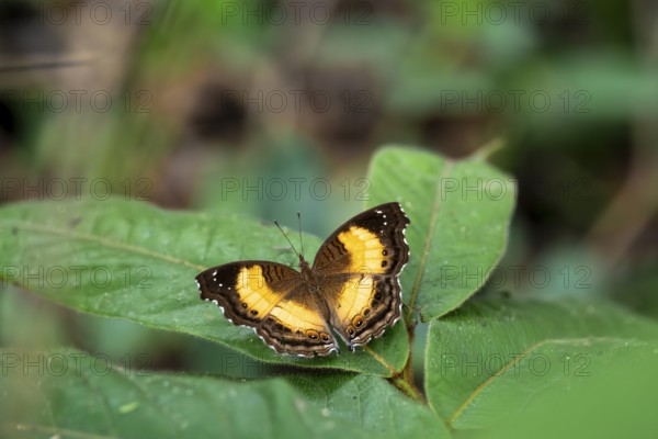 Butterfly Junonia terea sitting on leaf with wings spread out, Ziwa Rhino Sanctuary, Uganda