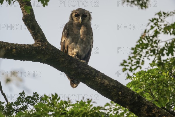 Blassuhu (Bubo lacteus) sitting on branch in acacia tree, Ziwa Rhino Sanctuary, Uganda