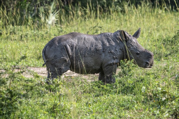 Southern white rhino (Ceratotherium simum simum), juvenile after mud bath, Ziwa Rhino Sanctuary, Uganda