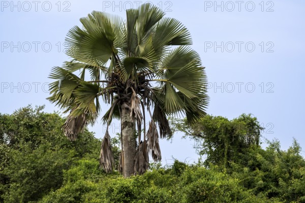 African fan palm (Borassus aethiopum), Ziwa Rhino Sanctuary, Uganda