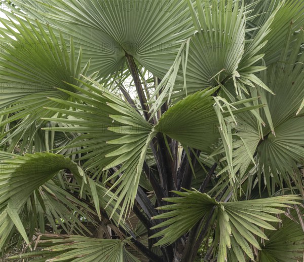 African fan palm (Borassus aethiopum), detail, leaves, Ziwa Rhino Sanctuary, Uganda